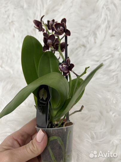 Фаленопсис Банана Шоколад 25 см черная орхидея