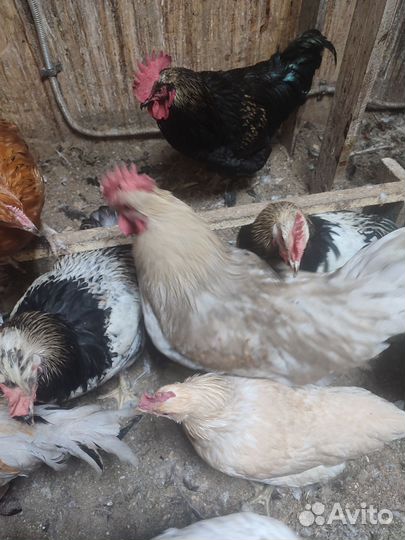 Молодые петухи 7 месяцев