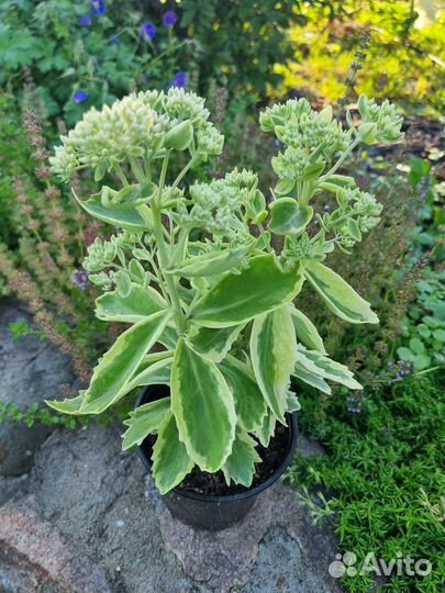 Гвоздика, седум (очиток), овсяница цены в описании