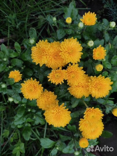 Хризантема