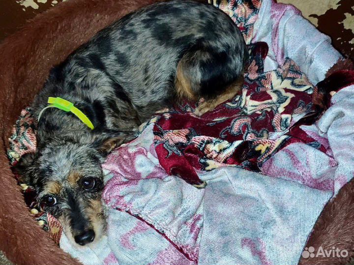 Собака размером с кошку попала в приют