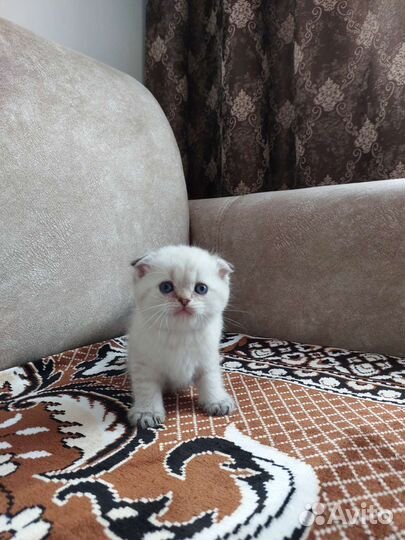 Шотландские котята