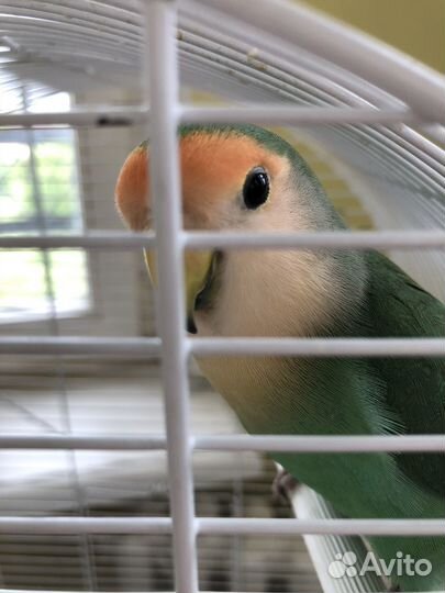 Попугай неразлучник самец