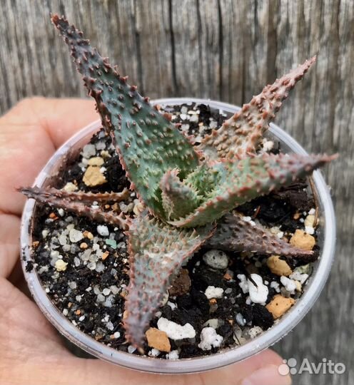 Суккуленты для флорариума, мини садиков