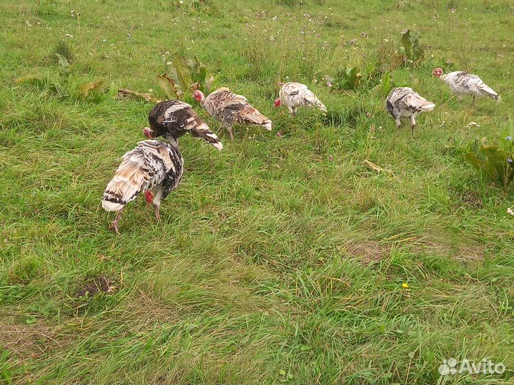 Индюки молодняк