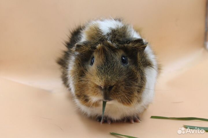 Морские свинки мальчики