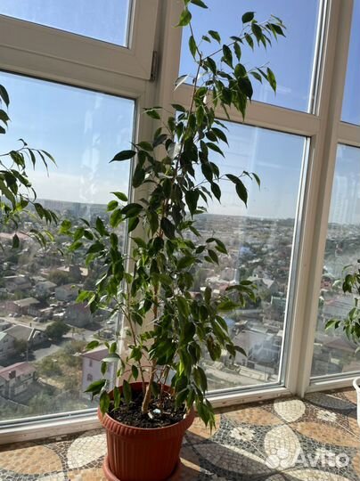 Фикус бенджамина