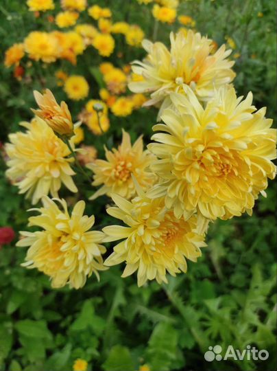 Хризантемы, бузульник