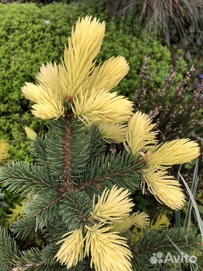 Цветные ёлочки