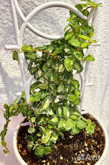 Фикус пумила вишес триколор