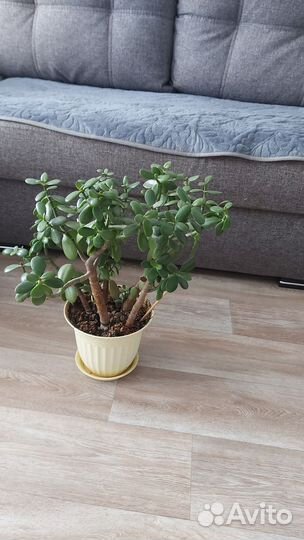 Денежное дерево(толстянка)