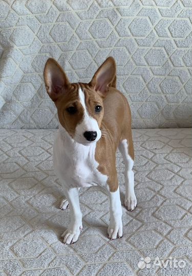 Басенджи девочка