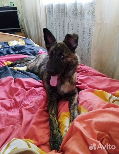 Собака (метис овчарки) в добрые руки