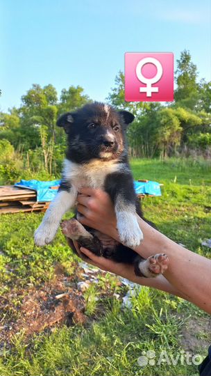 Щенки бесплатно