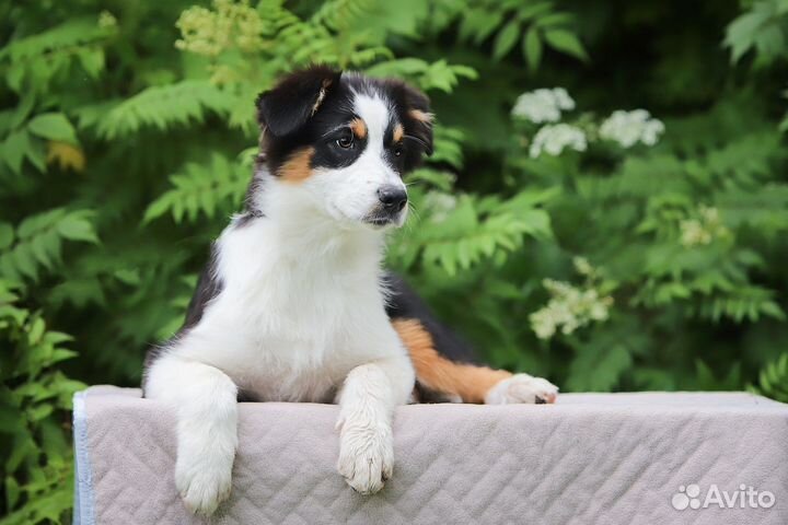 Девочки аусси