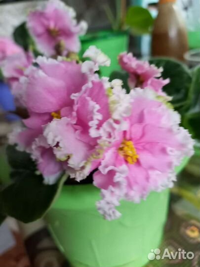 Фиалка, укорененные листья