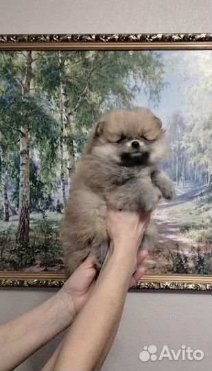 Малыши шпицули