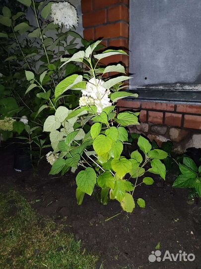 Анабель гортензия древовидная