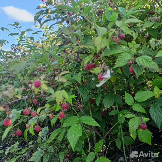 Малина лесная,черника