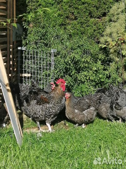 Инкубационное яйцо мехеленской кукушки