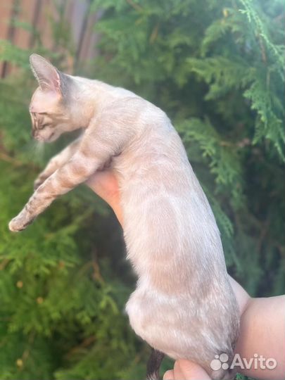 Бенгальский котик линк Угольный