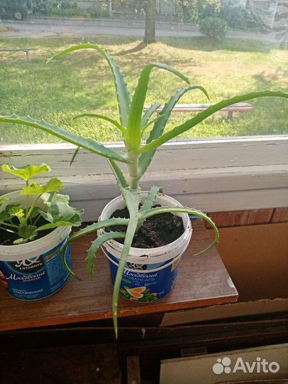 Алоэ столетник