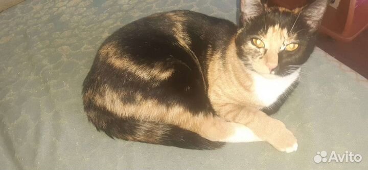 Отдам кошку в добрые руки