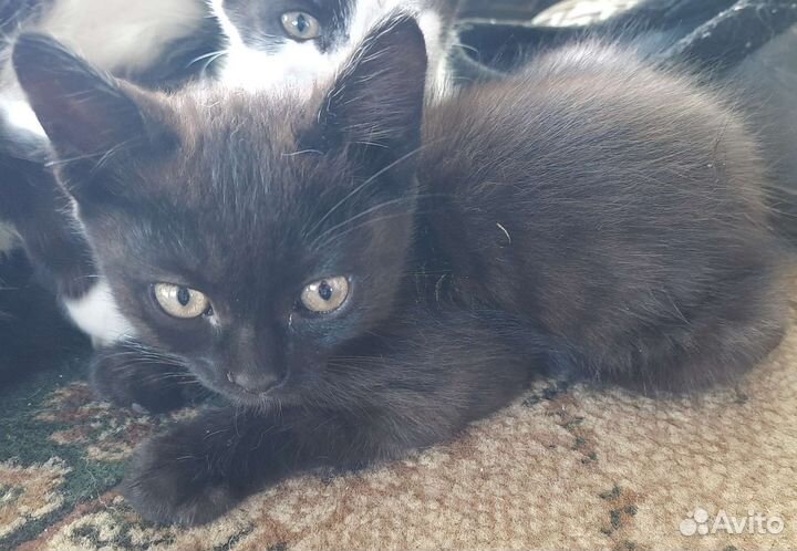 Котята в хорошие руки