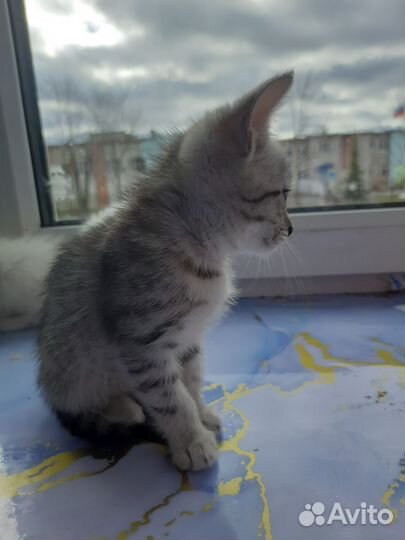 Кошки в добрые руки