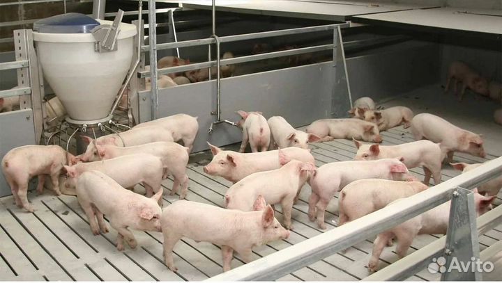 Рабочий по уходу за животными Вахта в Воронеж