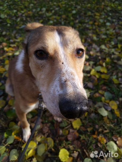 Рыжая собака