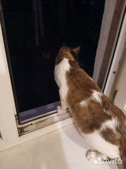 Кот Сноу шу