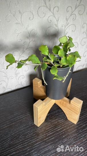 Хойя каньякумариана kanyakumariana