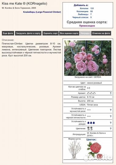 Роза плетистая Кисс ми Кейт