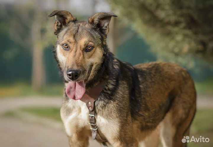 Брауни. Аппетитный дружочек. Ищет дом