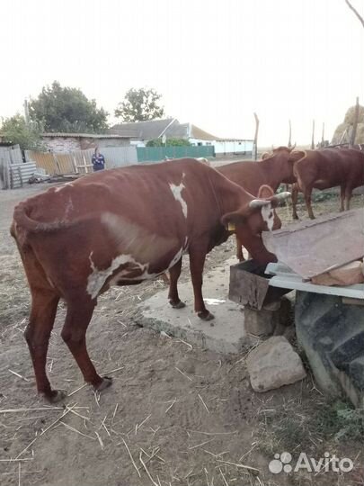 Коровы дойные, стельные