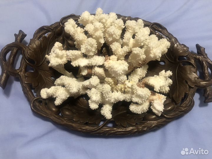 Морские кораллы