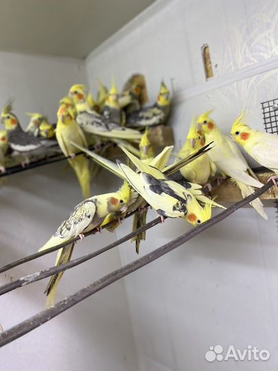 Корелла(Читайте обьявление)