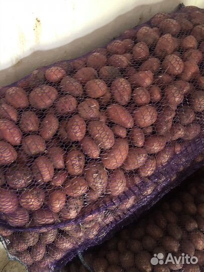 Семенной картофель