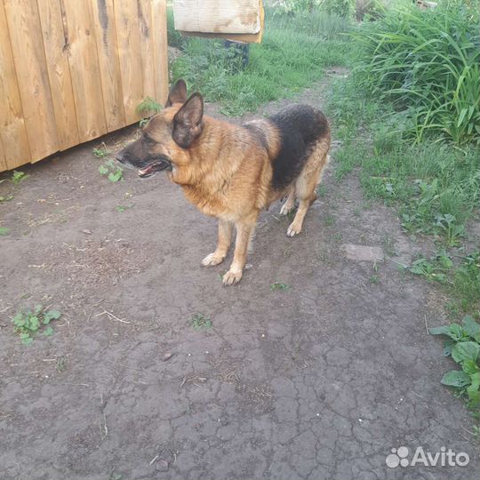Немецкая овчарка