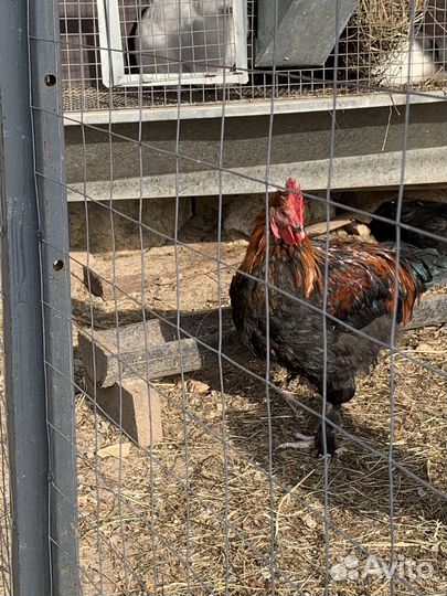 Петух молодой Моран