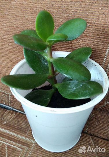 Крассула толстянка, денежное дерево