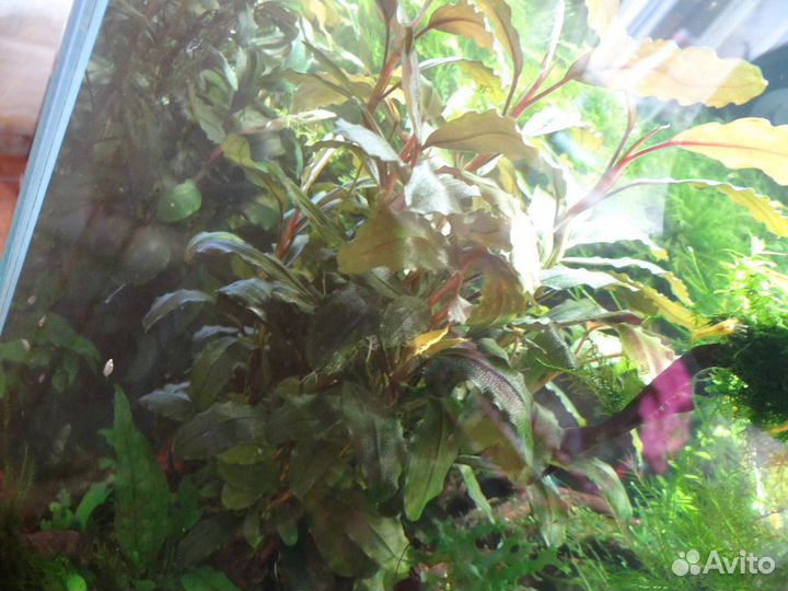 Живые корма,передержка, растения