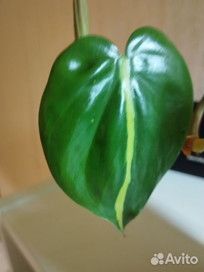 Филодендрон сканденс бразил