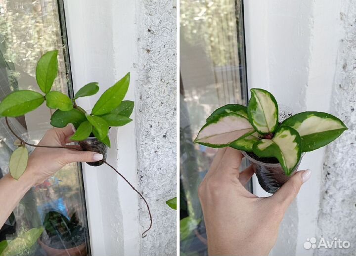 Комнатные цветы