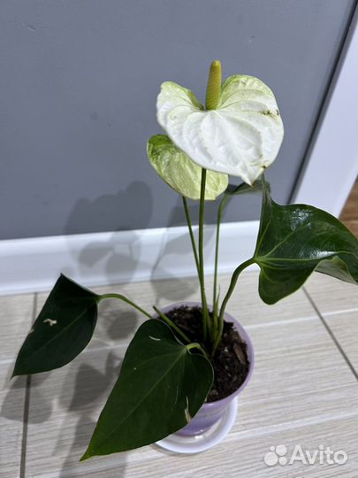 Антуриум кокос