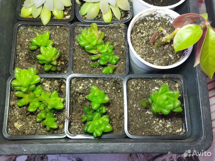 Суккуленты (до 21.06)