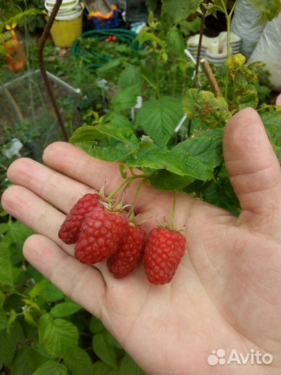 Клубника, малина взрослые кустики