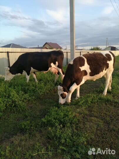 Телку стельную