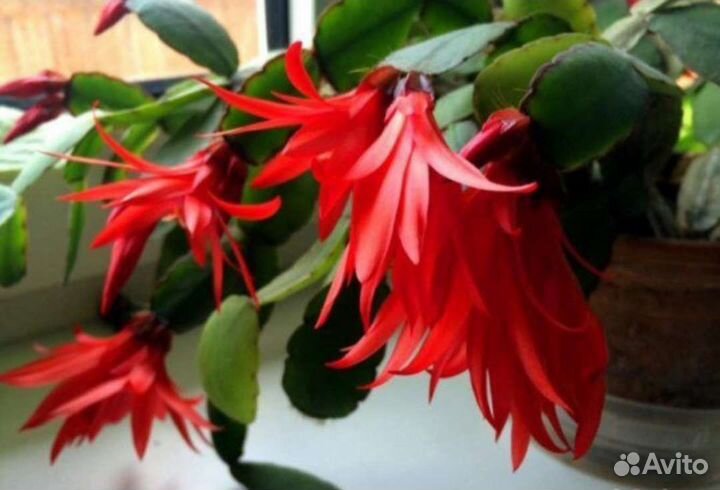 Декабрист 3 расцветки